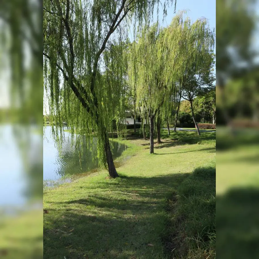 Construite_cabane_saule_Maison_Du_Parc_NDB