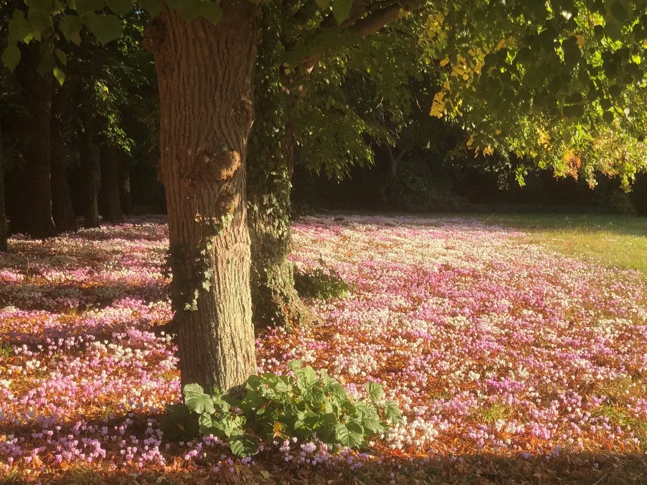 Cyclamens