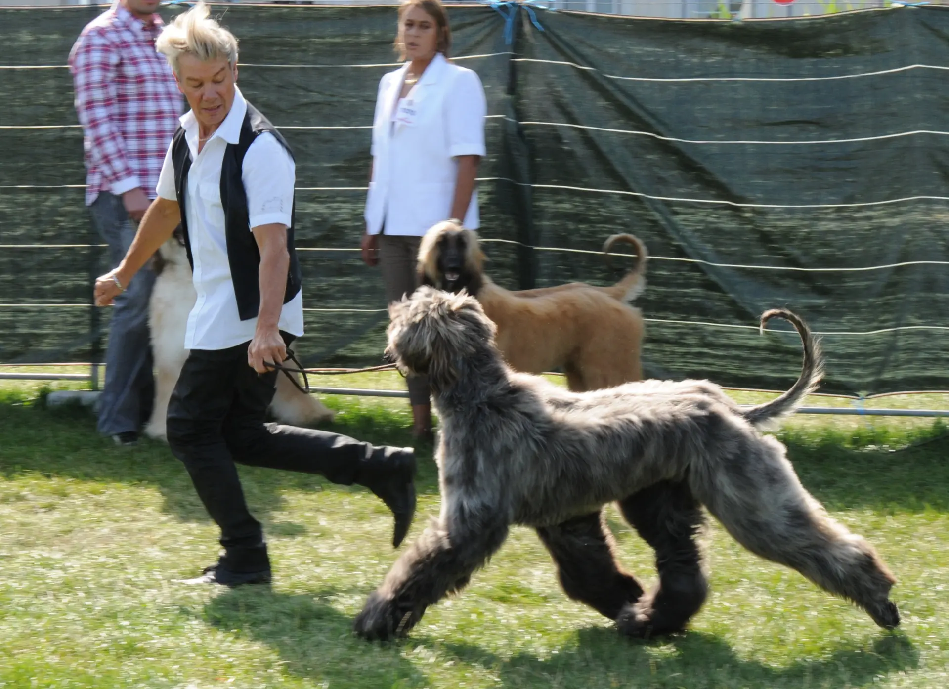 Exposition canine