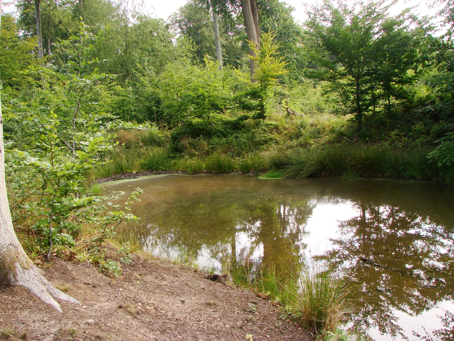 Sous-bois, mare et secrets d'écorce [Arques-la-Bataille]