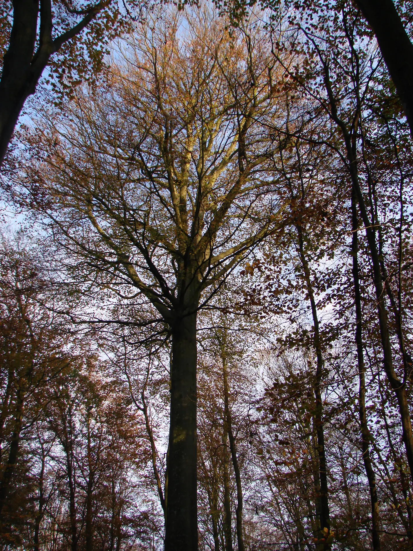 Faune, flore et Géant de la forêt [Arques-la-Bataille]