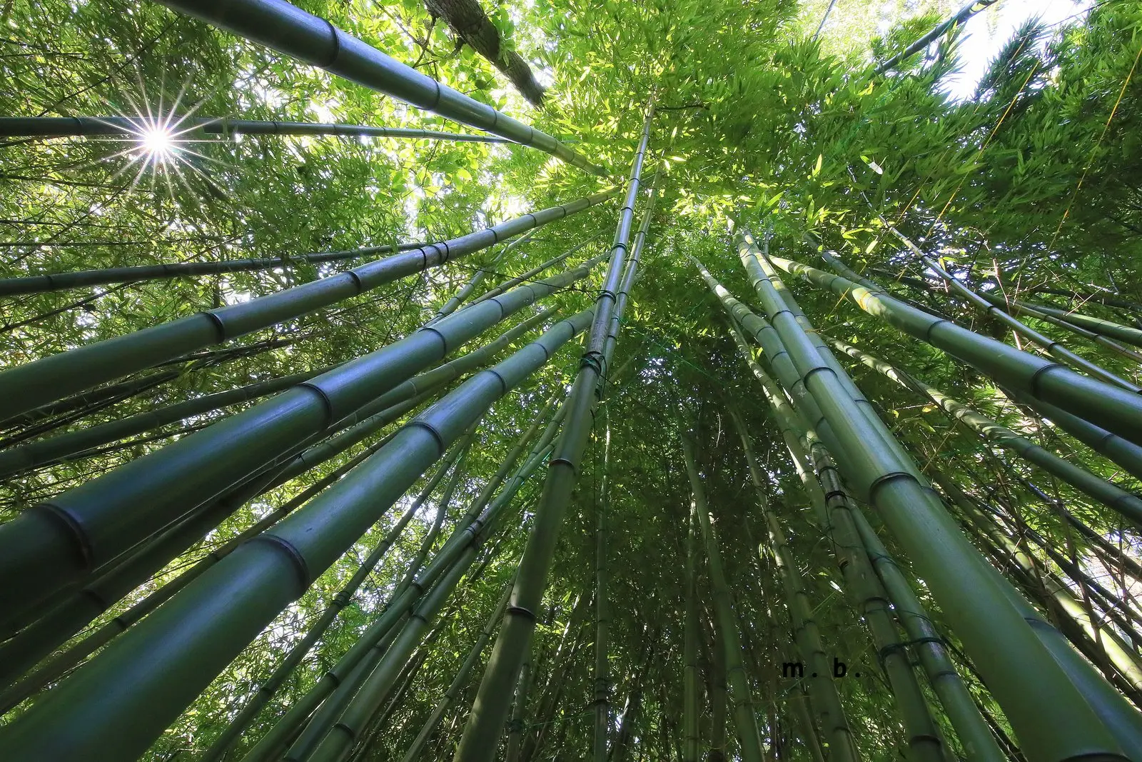 Jardin Jungle Karlostachys