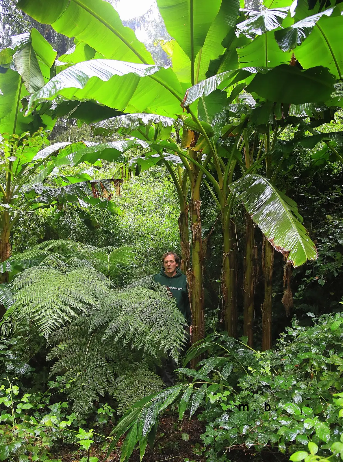 Jardin Jungle Karlostachys