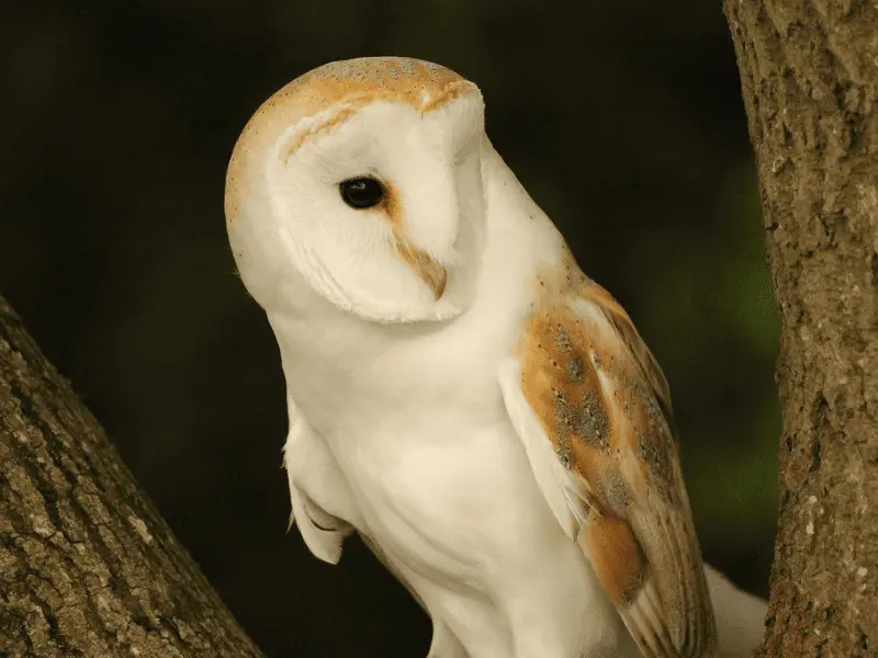 DIPTICK redimensionnement visuels - 7