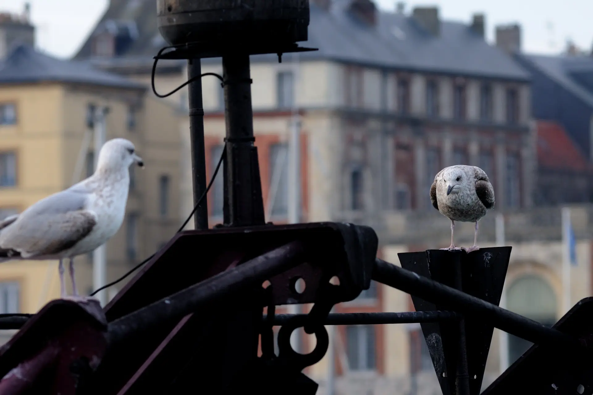 Dieppe et ses goélands