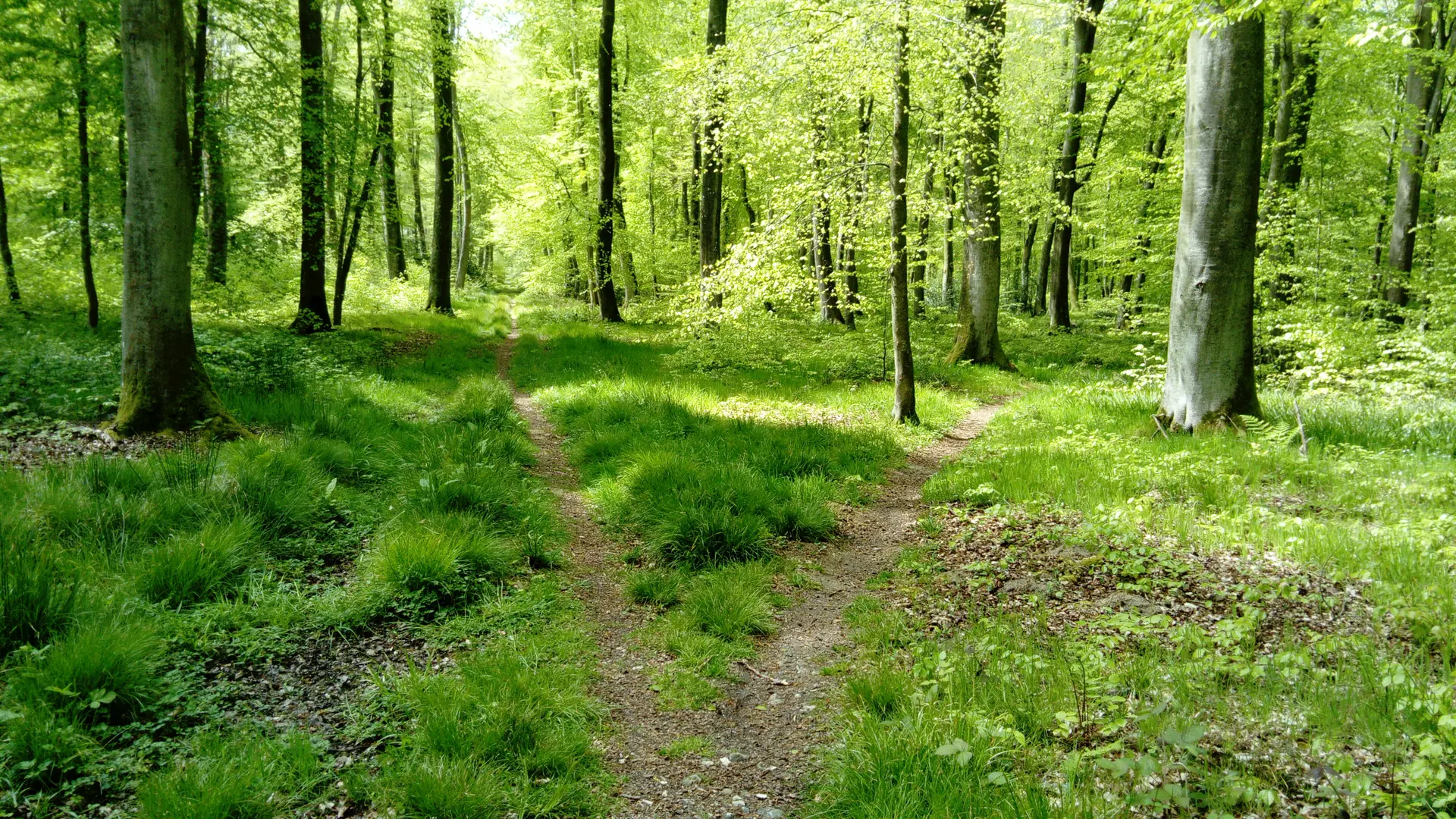 Ecoutez la forêt d'Arques