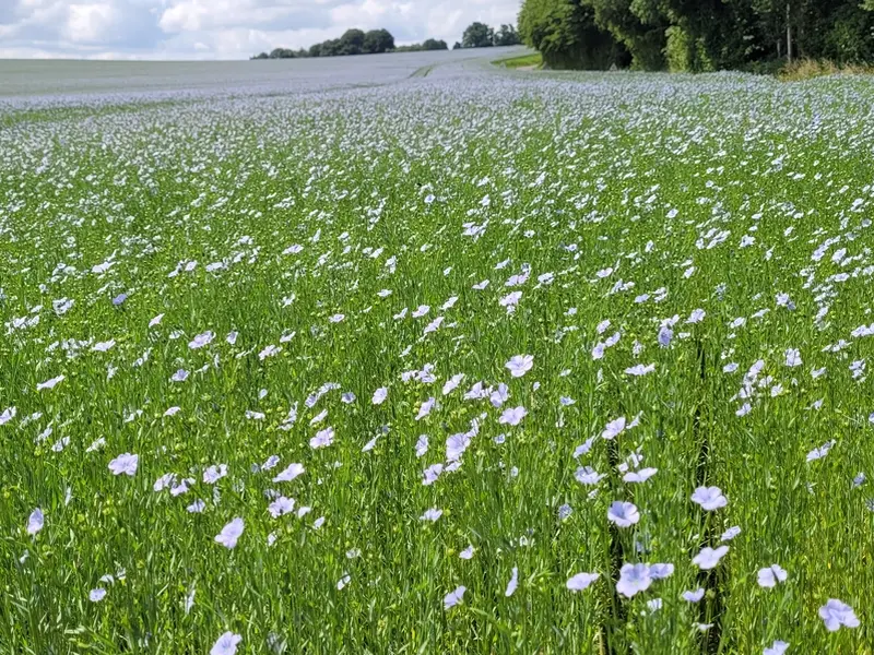 EcallesAlix_RandoLin1©YvetotNormandieTourisme-2026