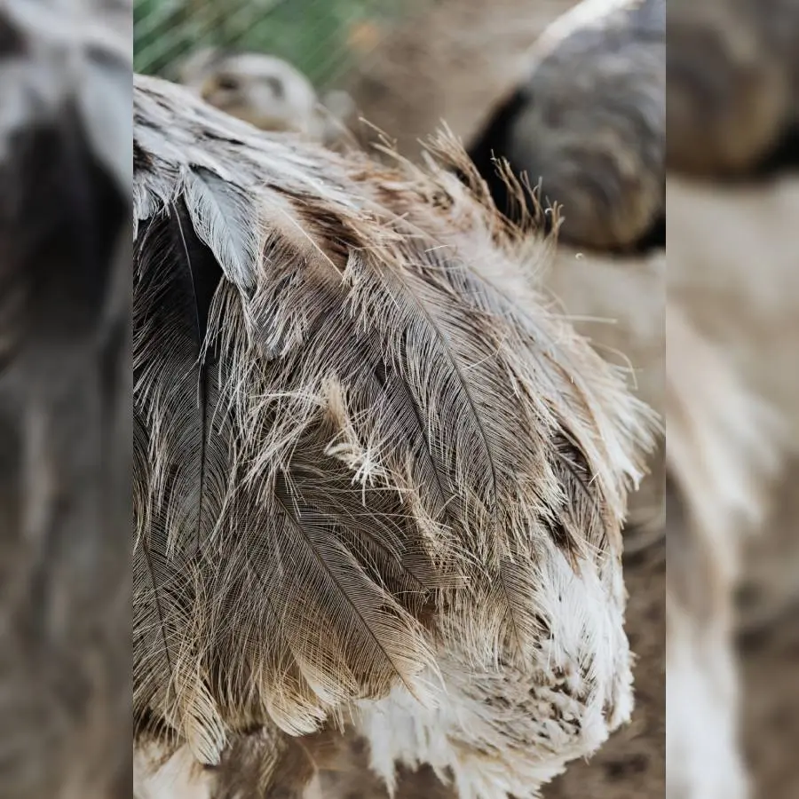 Empreintes_animaux_traces_Saint_Aubin_de_Crétot