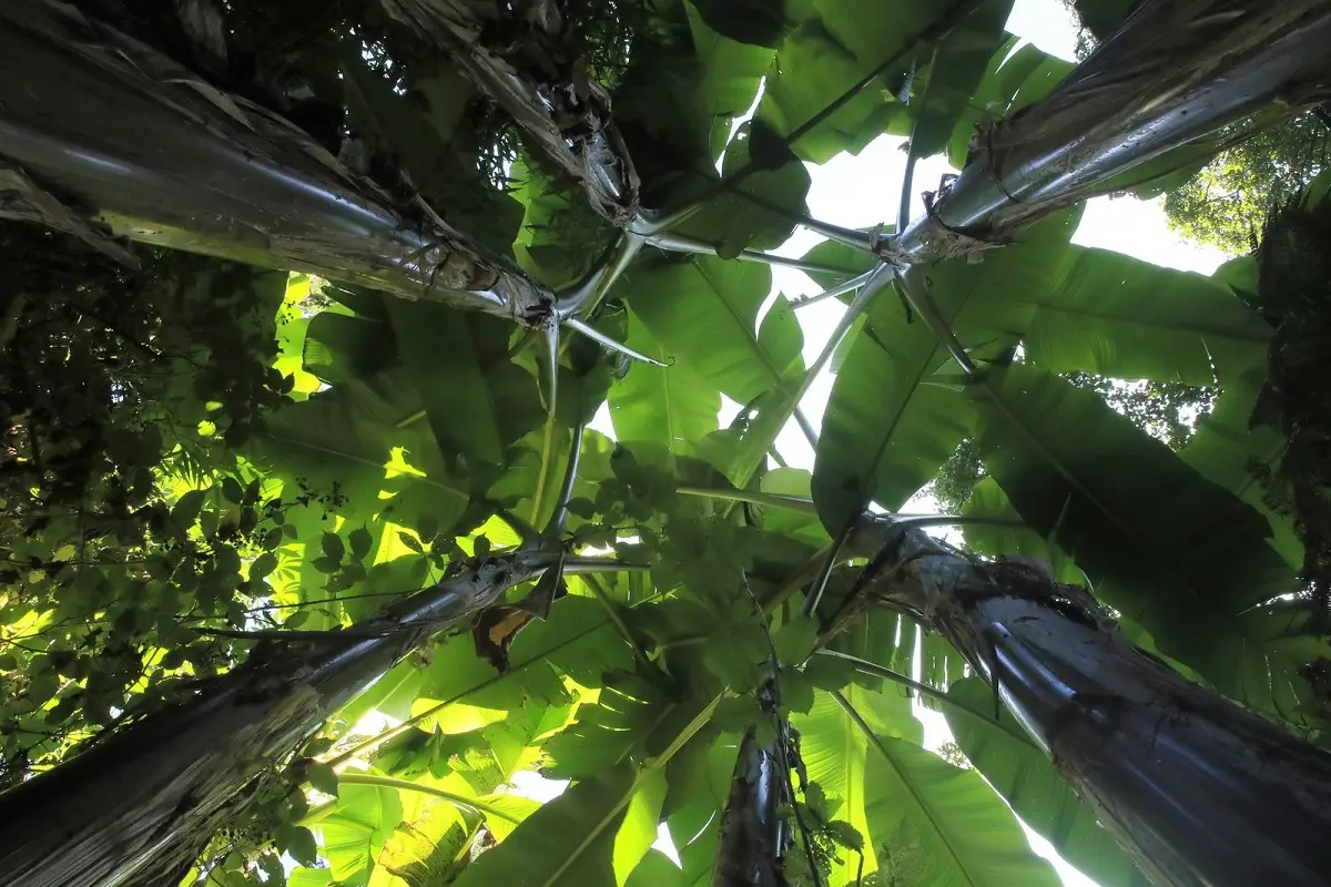 Eu_Jardin-jungle_Bananiers@M.BOULANGER_2021