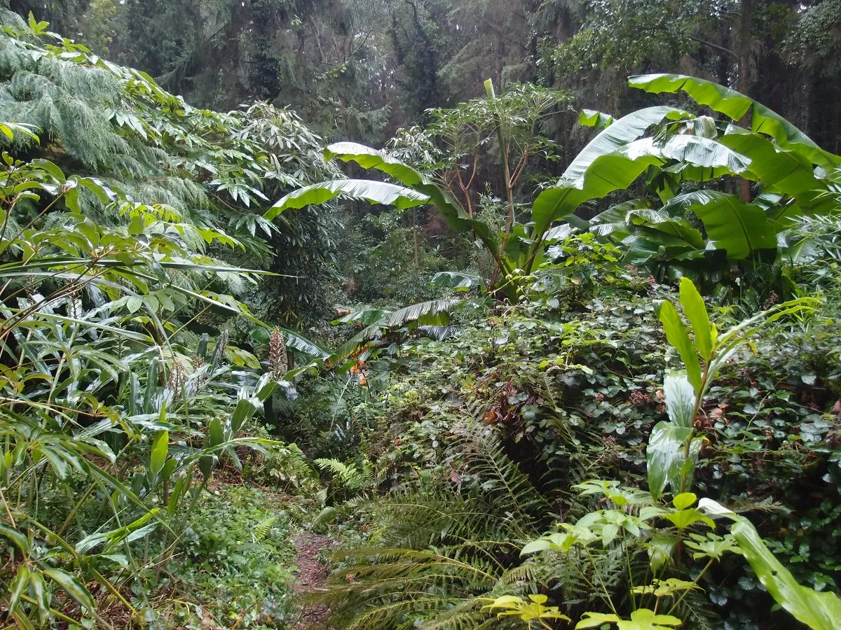 Eu_Jardin-jungle_Jungle@M.BOULANGER_2021