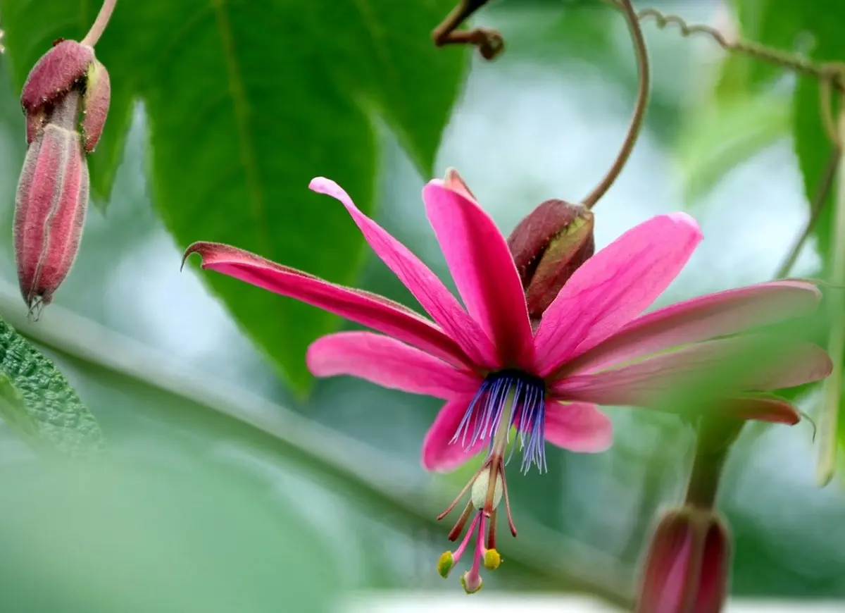 Eu_Jardin-jungle_Passiflora-grandioso@M.BOULANGER_2021