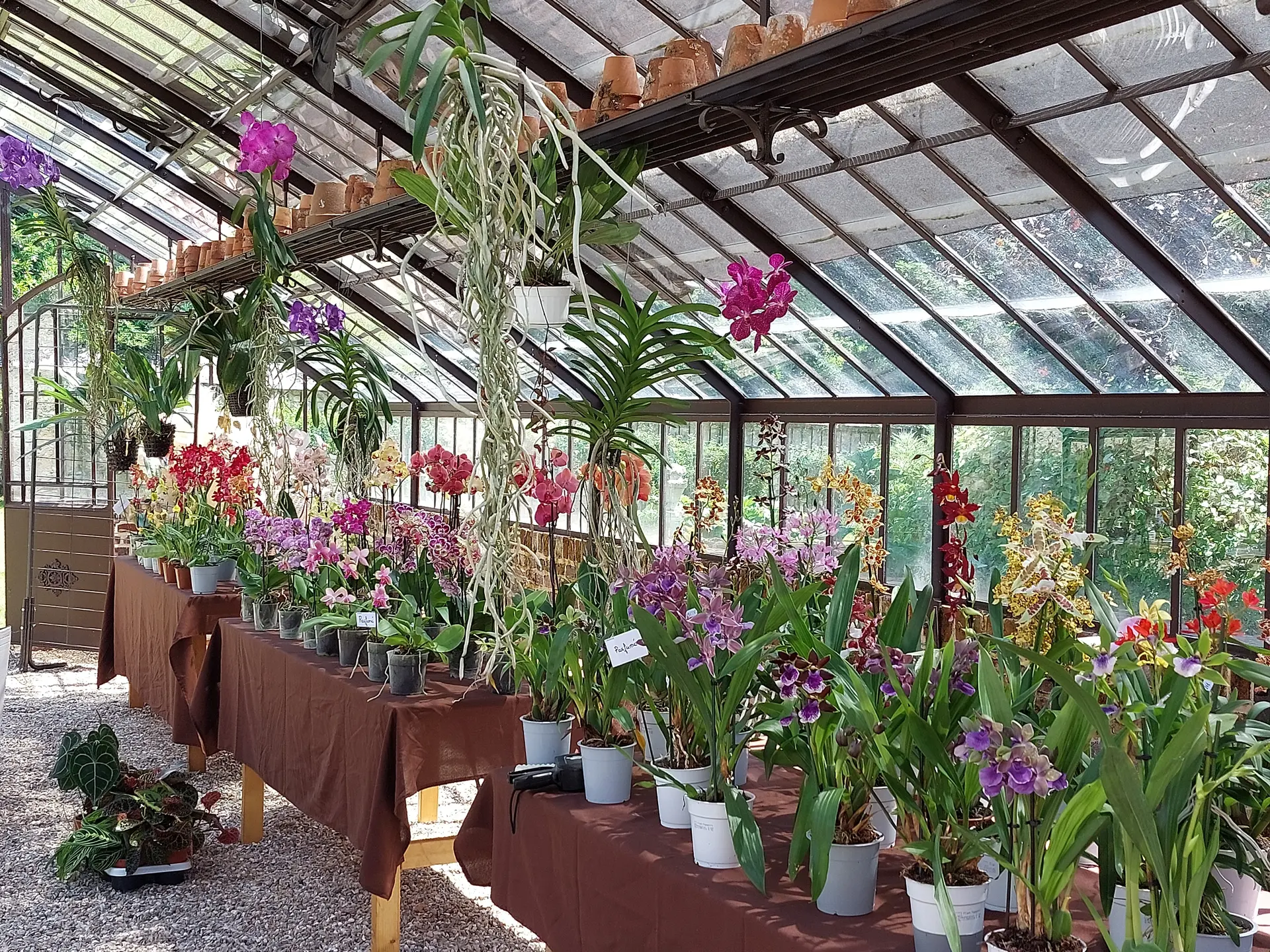 Expo vente orchidée dans la serre