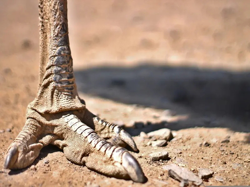 Exposition - Des dinosaures aux oiseaux