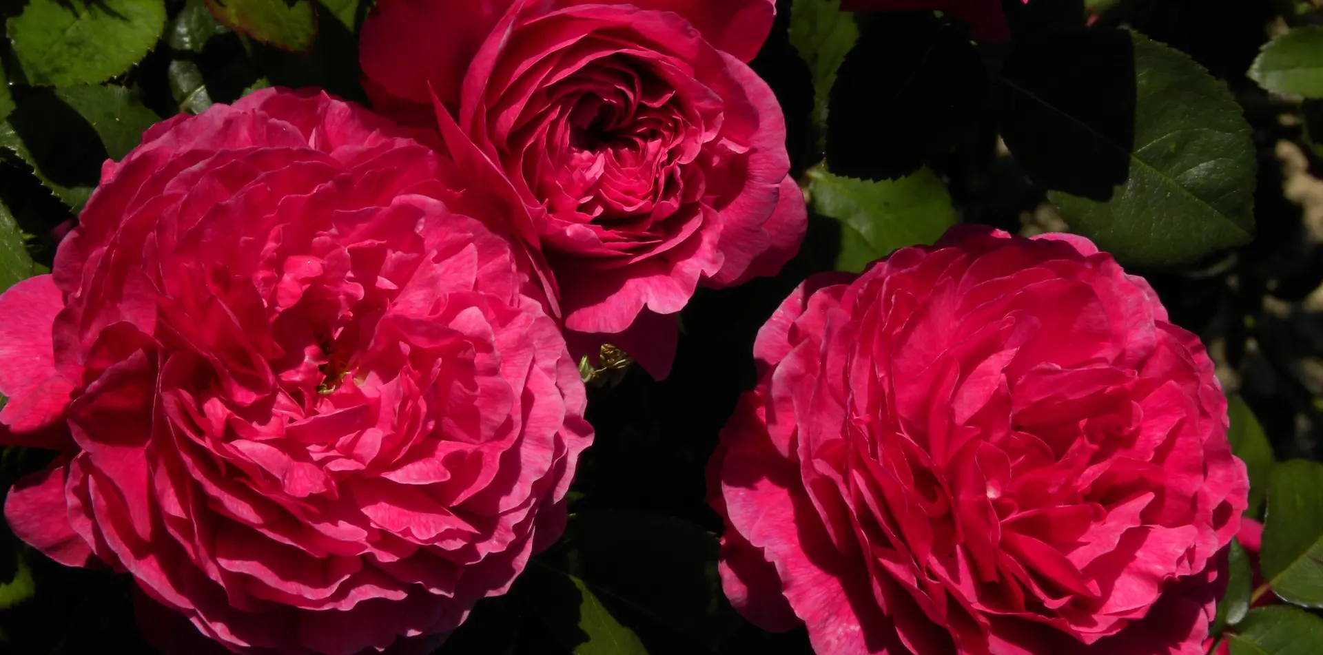 FMA_ermenouville_rose allongé©kayali-2020