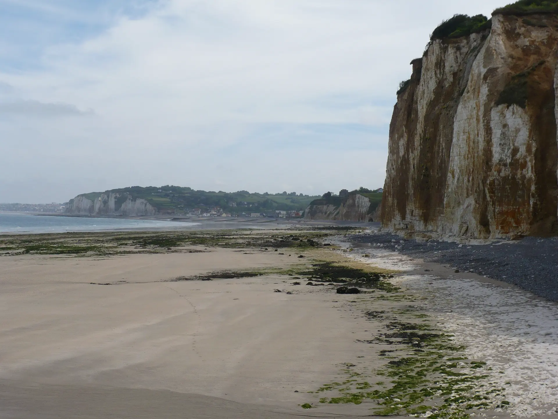 Faune et flore du littoral à Dieppe