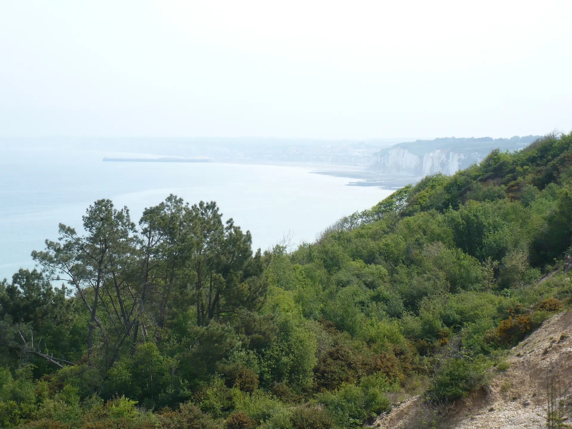 Faune et flore du littoral à Dieppe