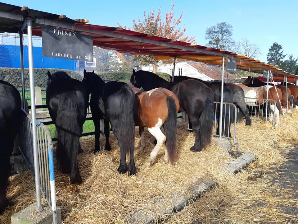 Foire St-Martin 2019