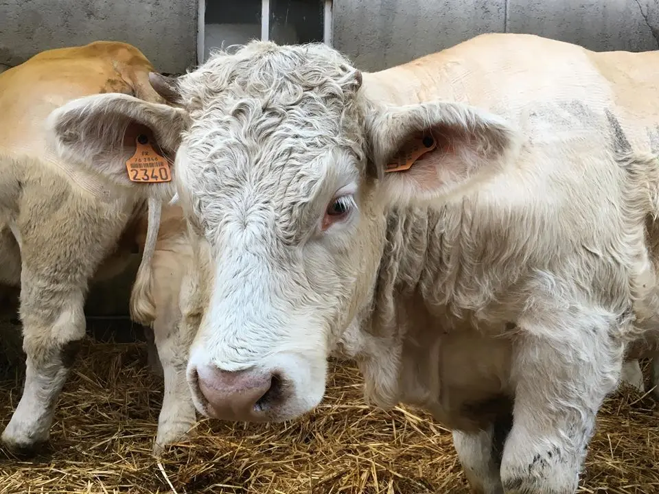 Foire-St-martin-2018-OTABB--5-
