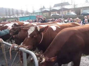 Foire aux Bestiaux - Cany Barville (0)