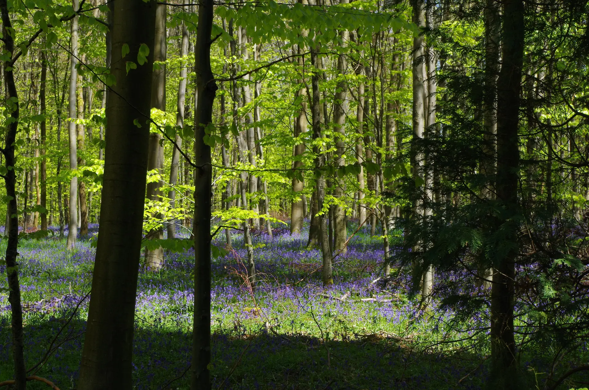 Forêt d'Eu (2)