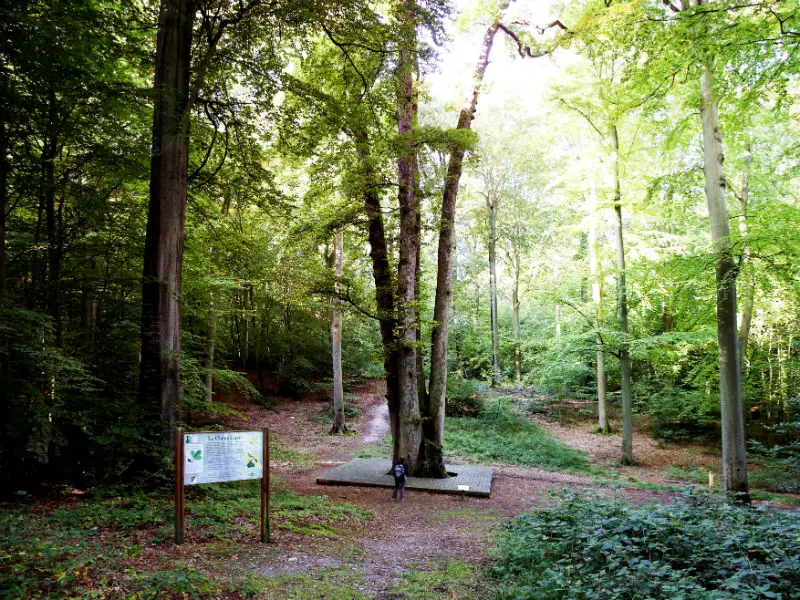 Forêt-de-Brotonne_Chêne-cuve -3 ©CDT76-H.SALAH