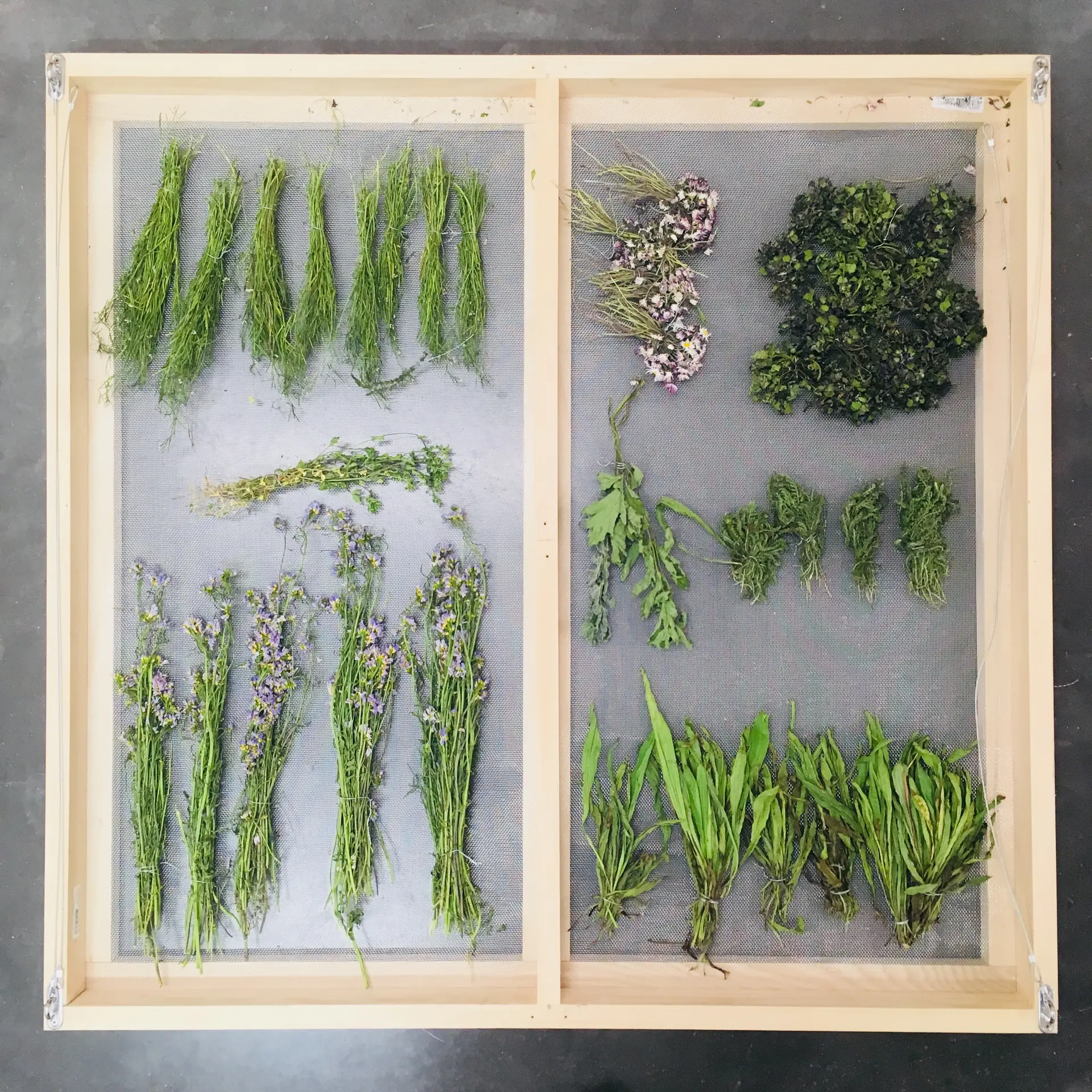 Géraldine Longueville