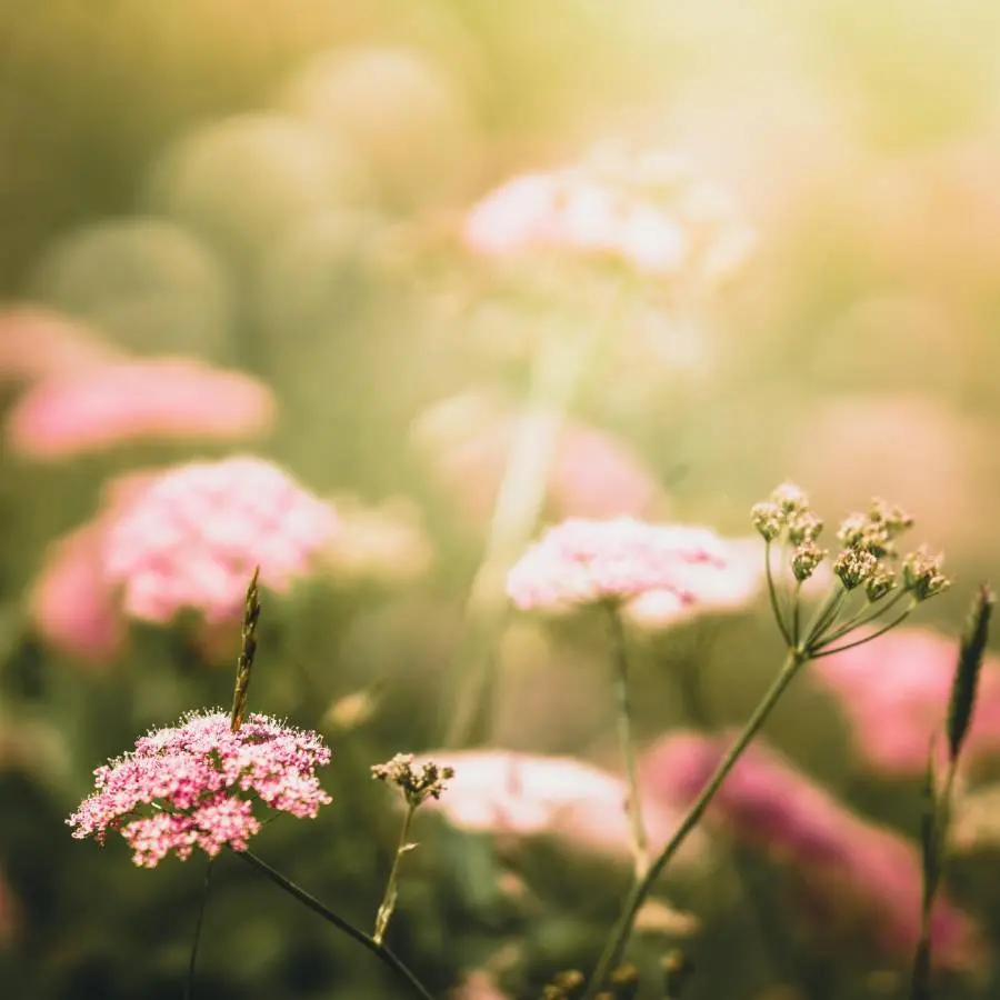 Goûter_sauvage_Bois_de_Villequier