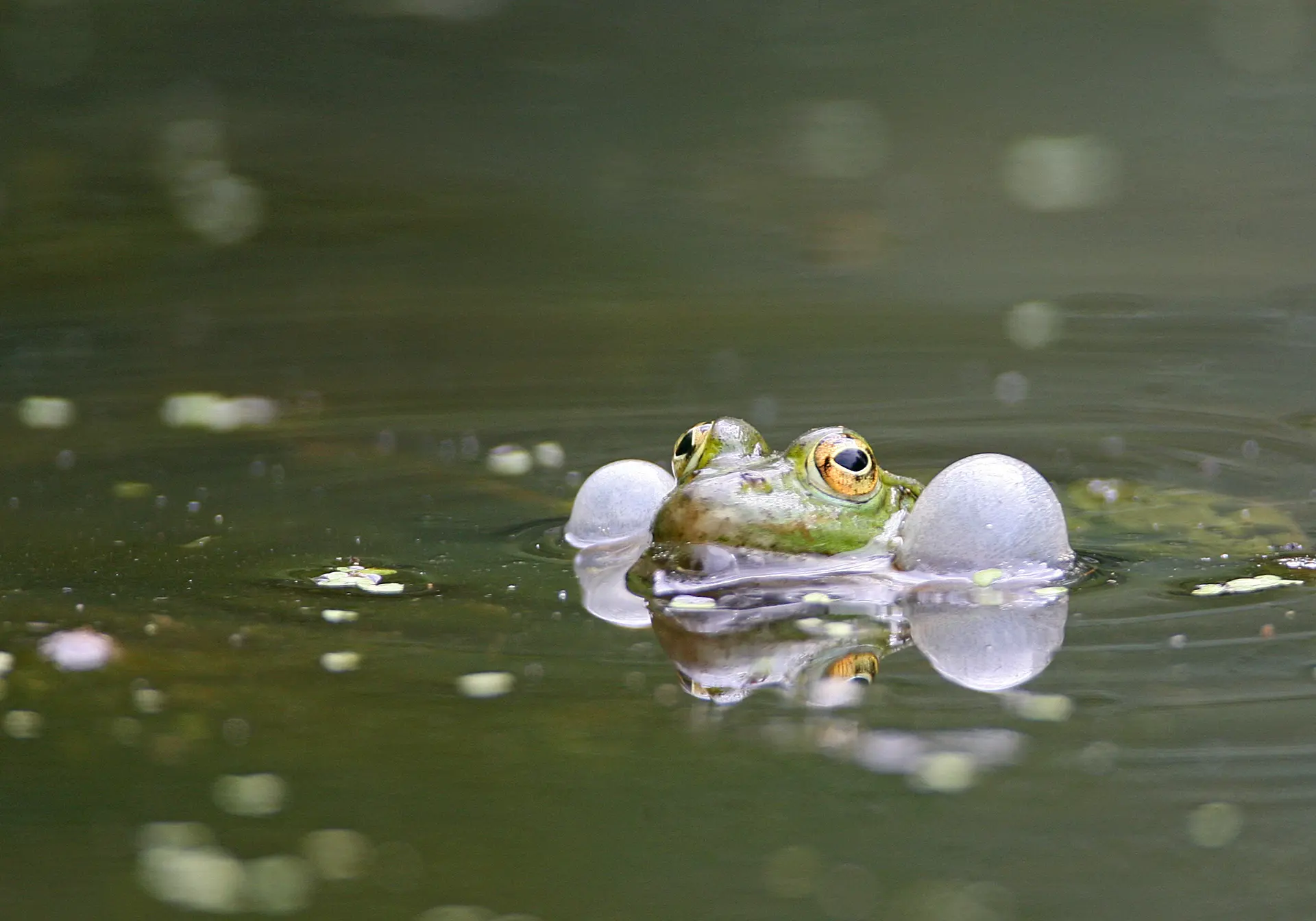Grenouille @D. Gest OT QSV