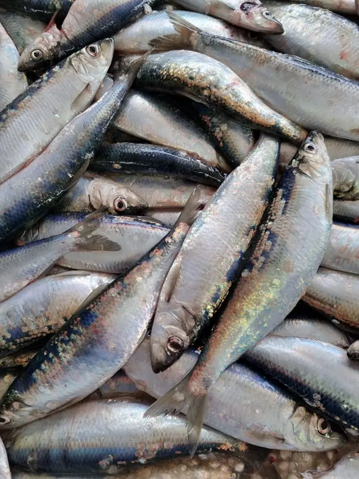 Harengs - Bateau Ti Paul