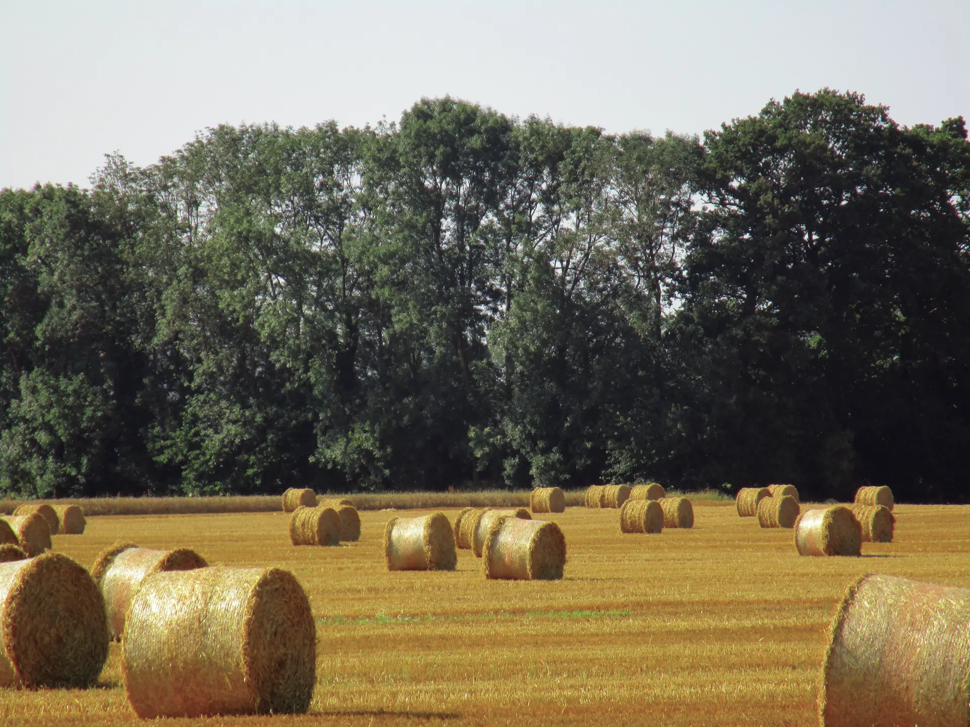 Chemin de Boscol
