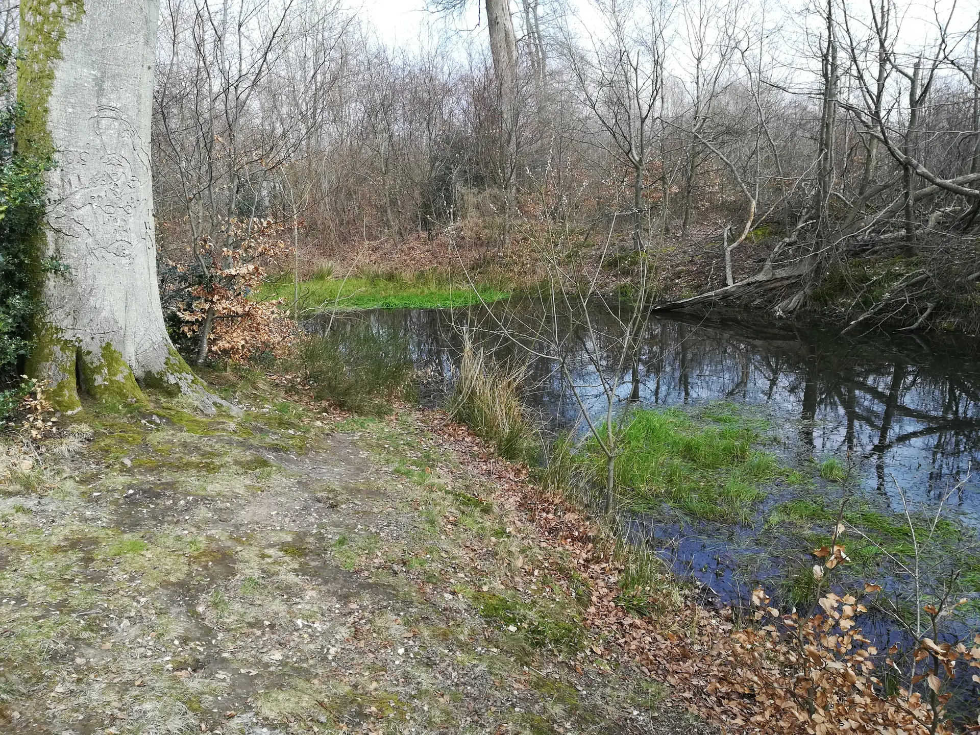 Forêt d'Arques