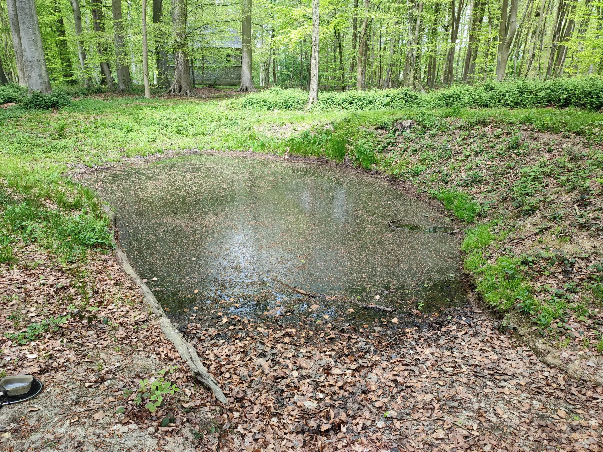A la découverte du bois du Château de Miromesnil