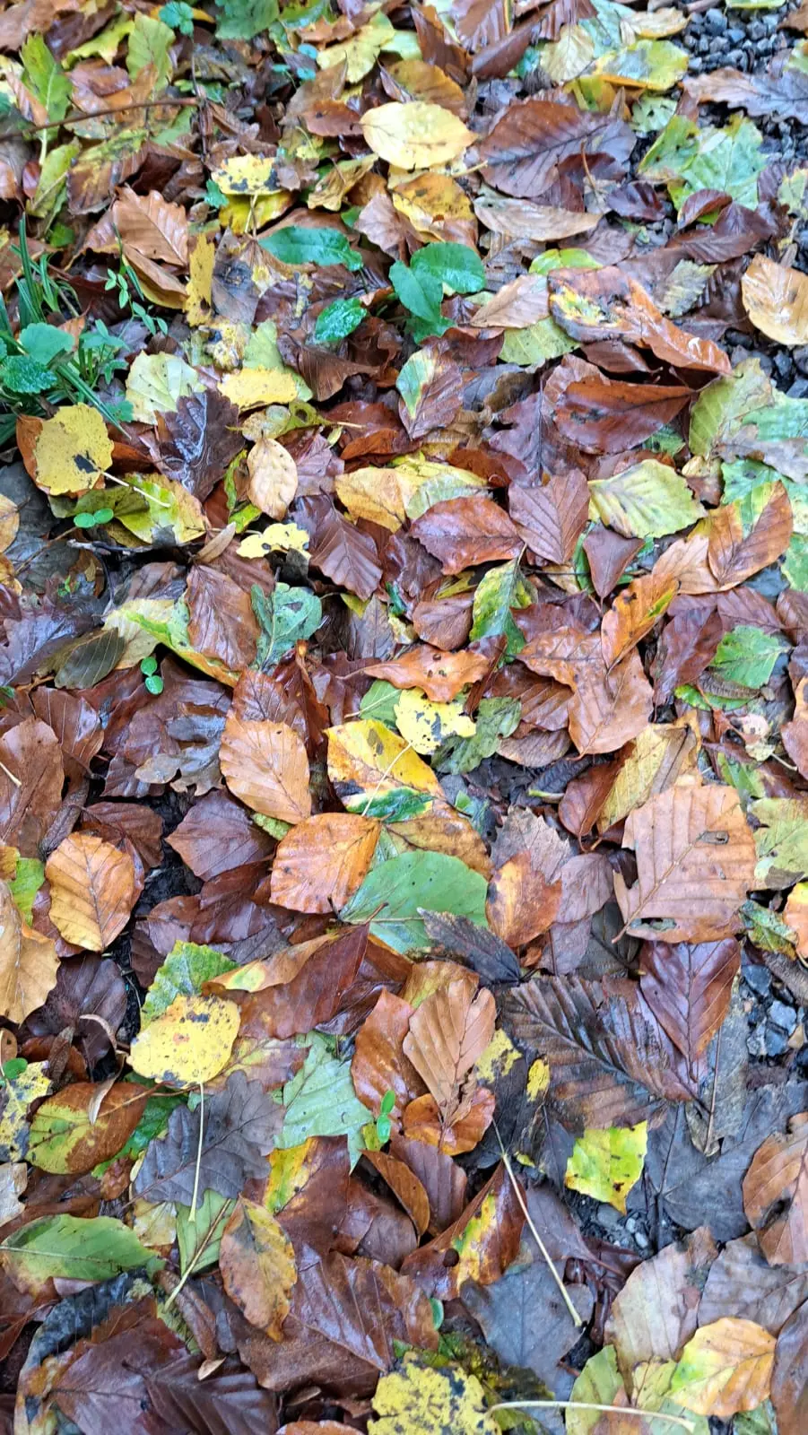 feuilles
