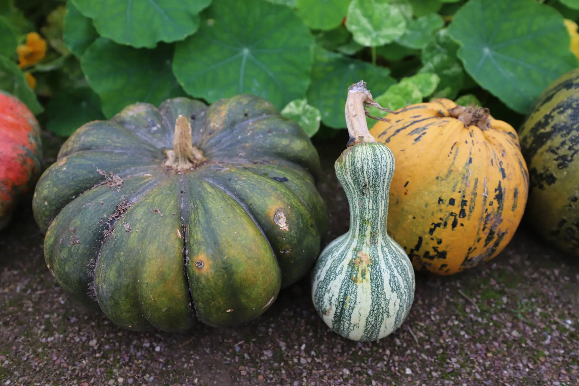 Potager
