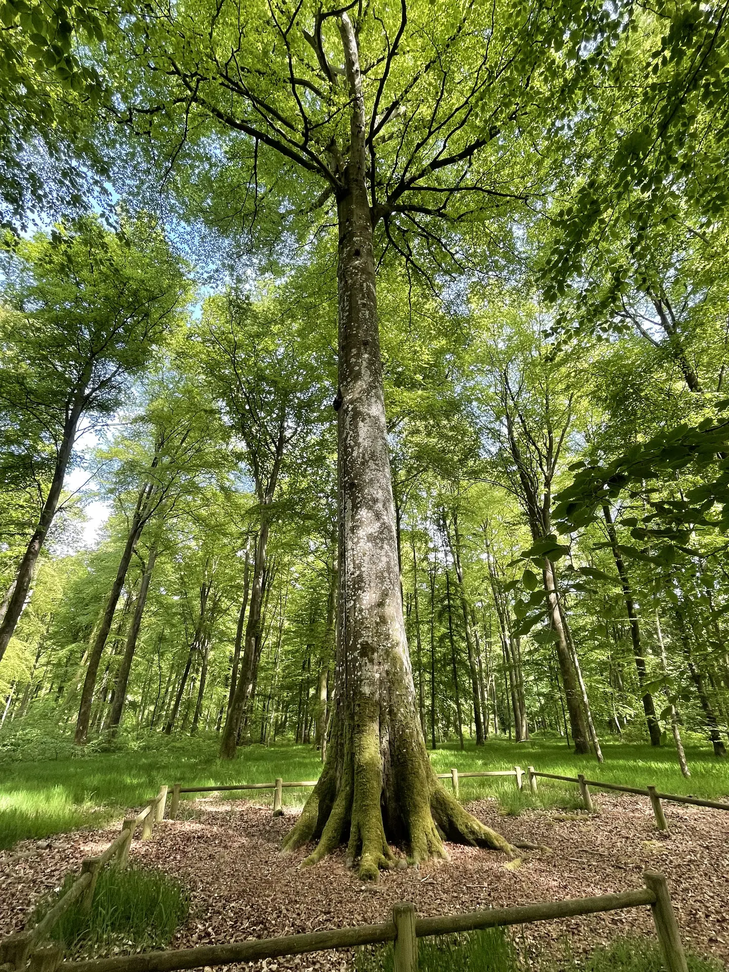 Naturopathie