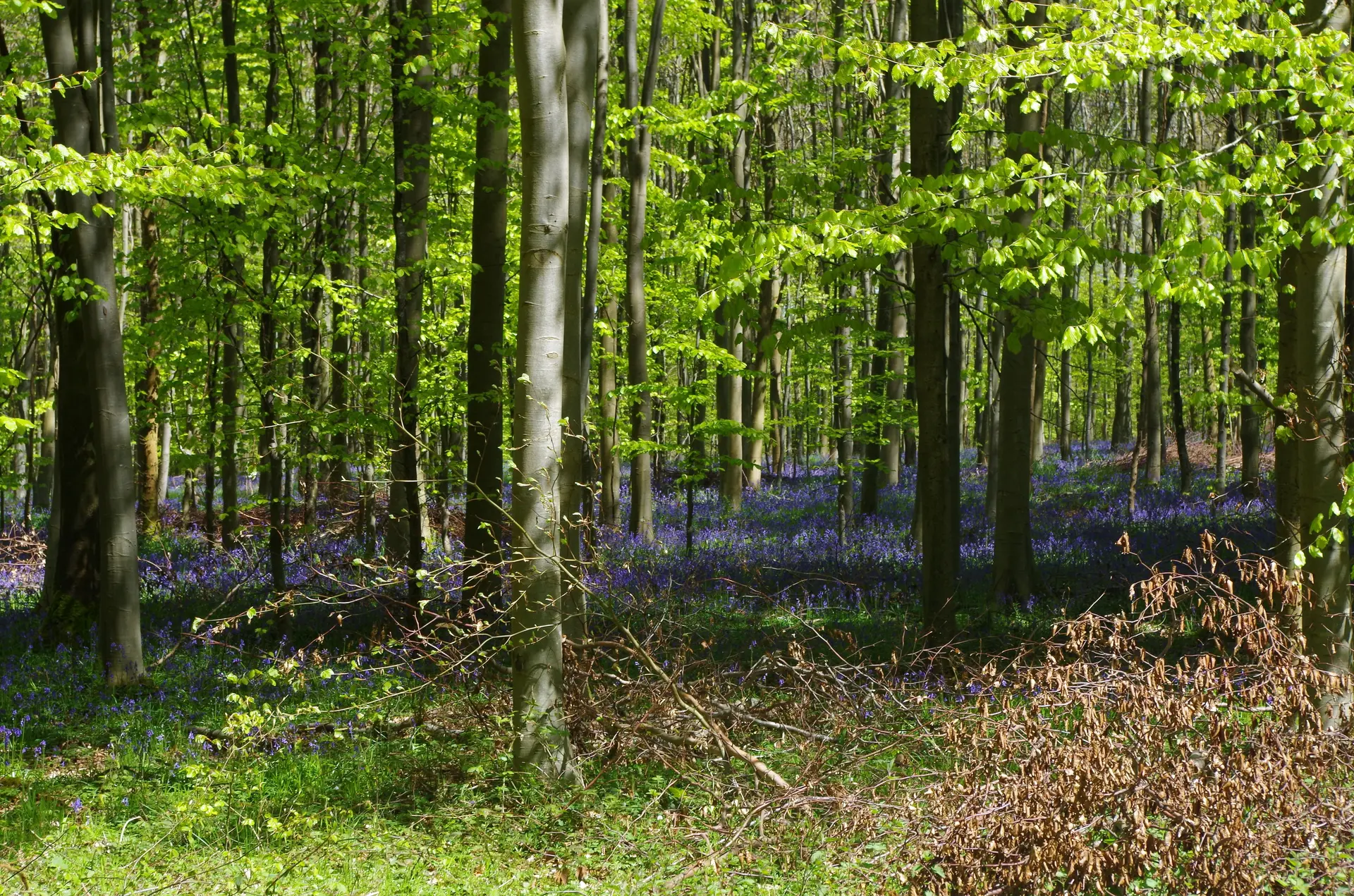 Forêt d'Eu