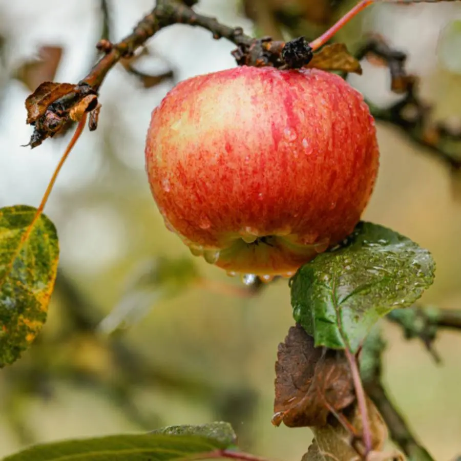 Journée_pour_ma_pomme