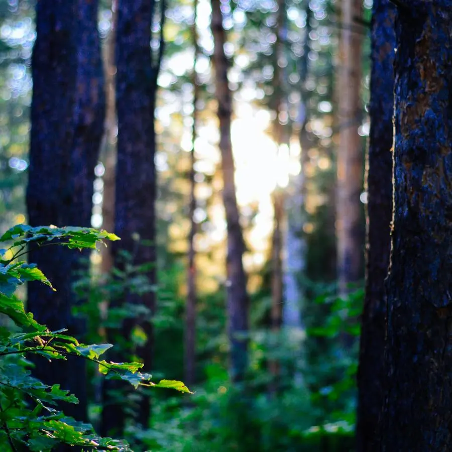 L'oeil_forestier_forêt_ de_ Brotonne