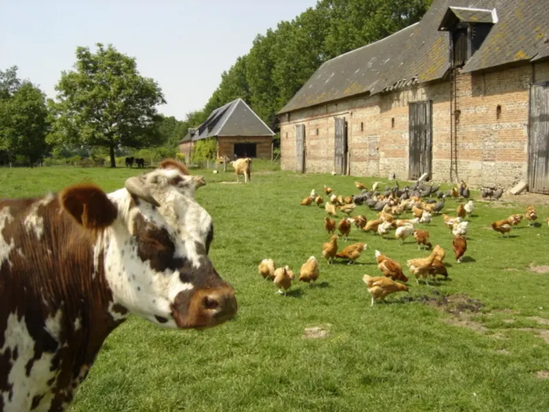 La Ferme Au fil des Saisons - Amfreville les Champs (800x600)