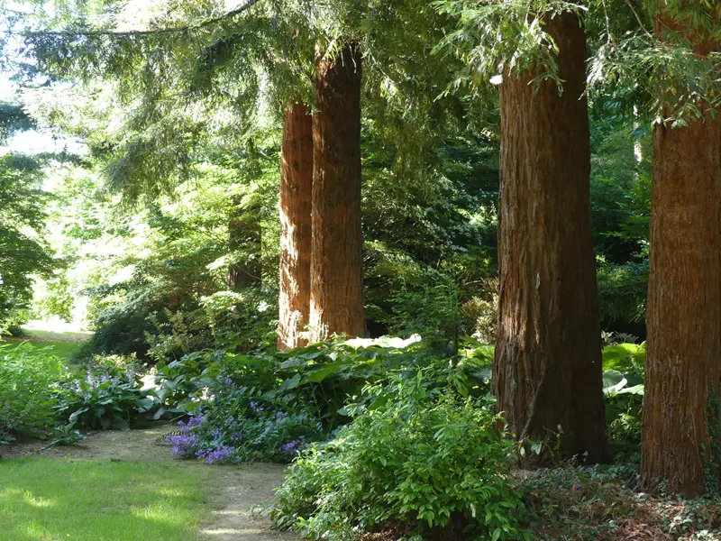 LeClosDesSequoias3©JRGedon2024