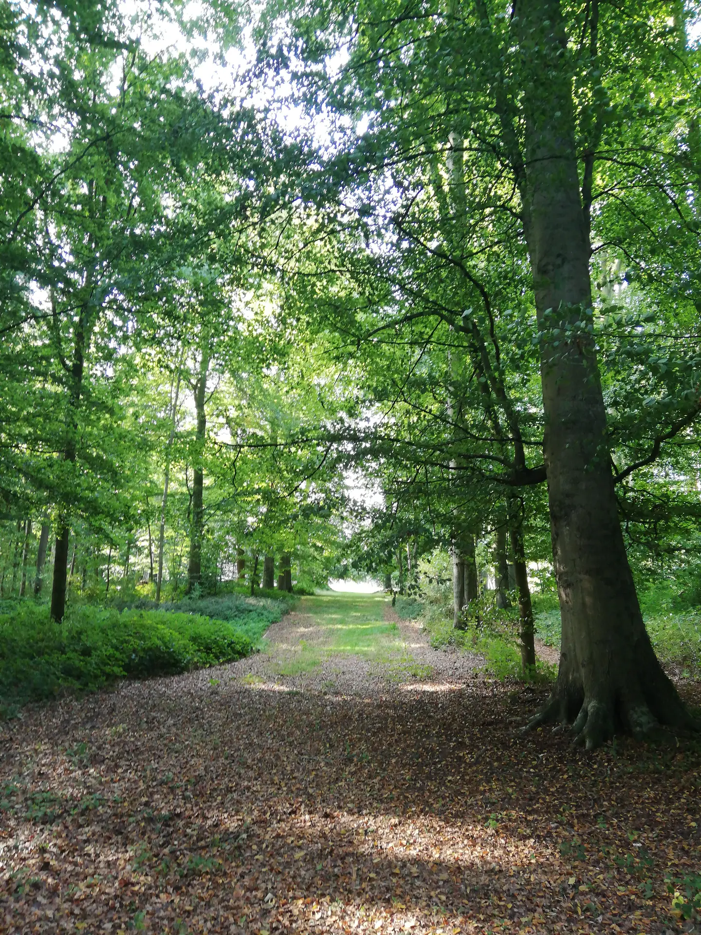 Les arbres de Miromesnil