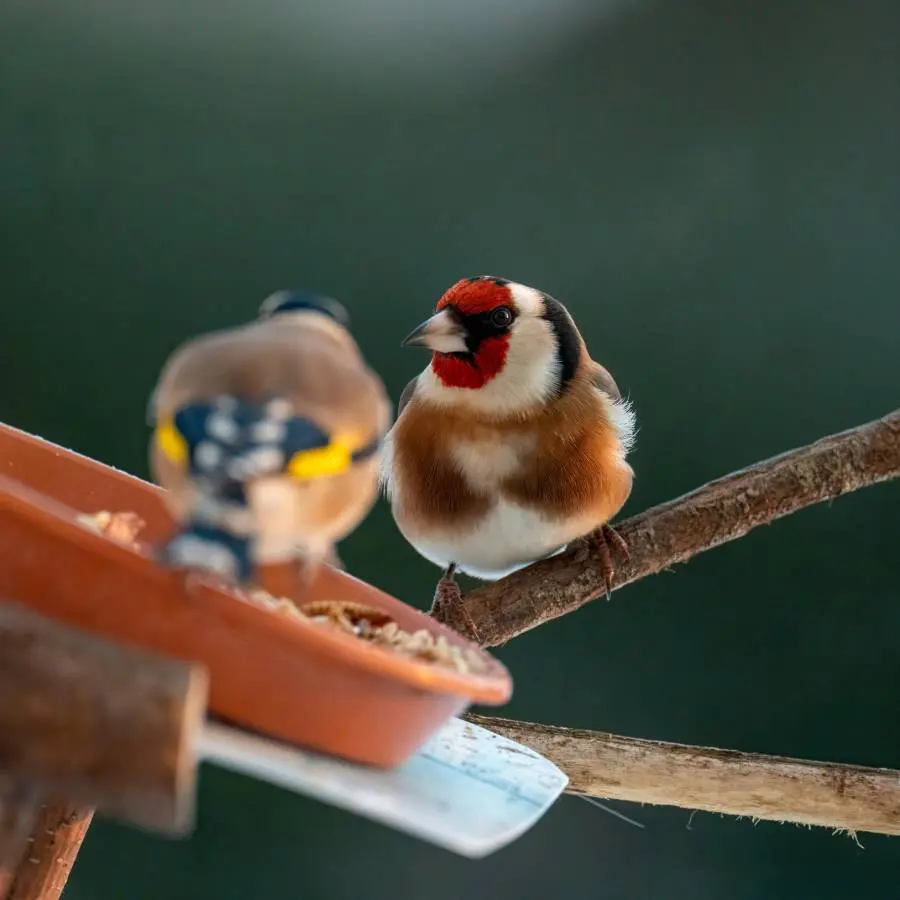 Les_oiseaux_enchantent_votre_jardin_Saint_Nicolas_de_la_Haie