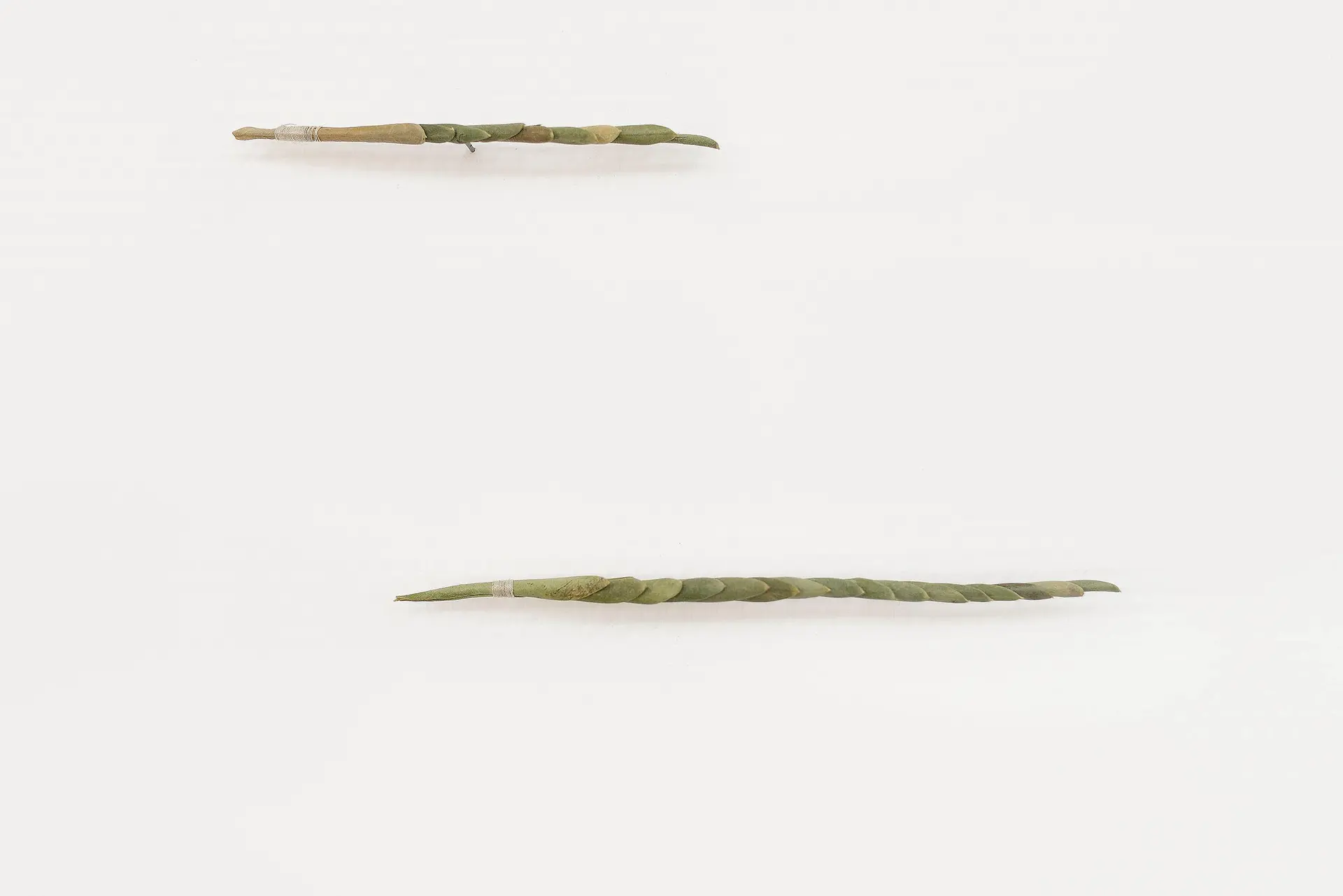 Linea, 2025, feuilles d’olivier, fil de coton