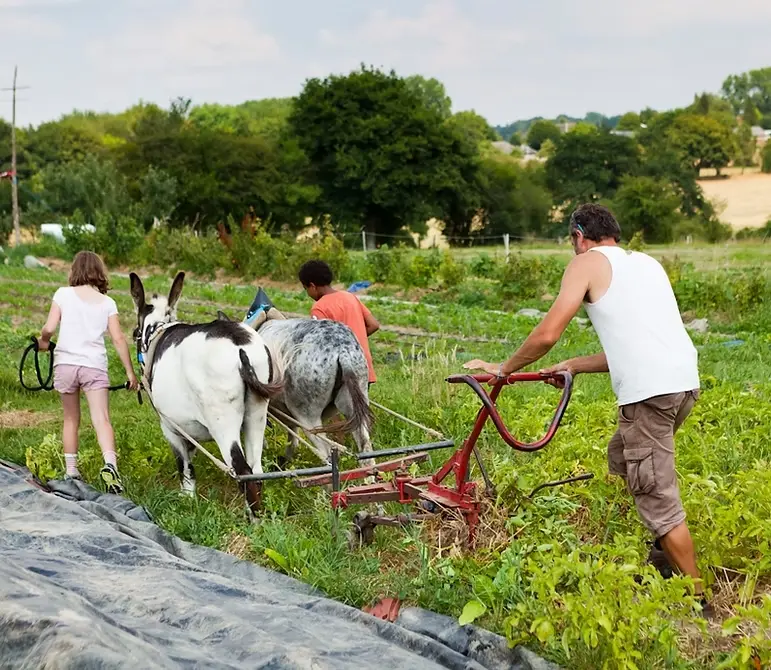 Maraichage-Coq-à-l_âne