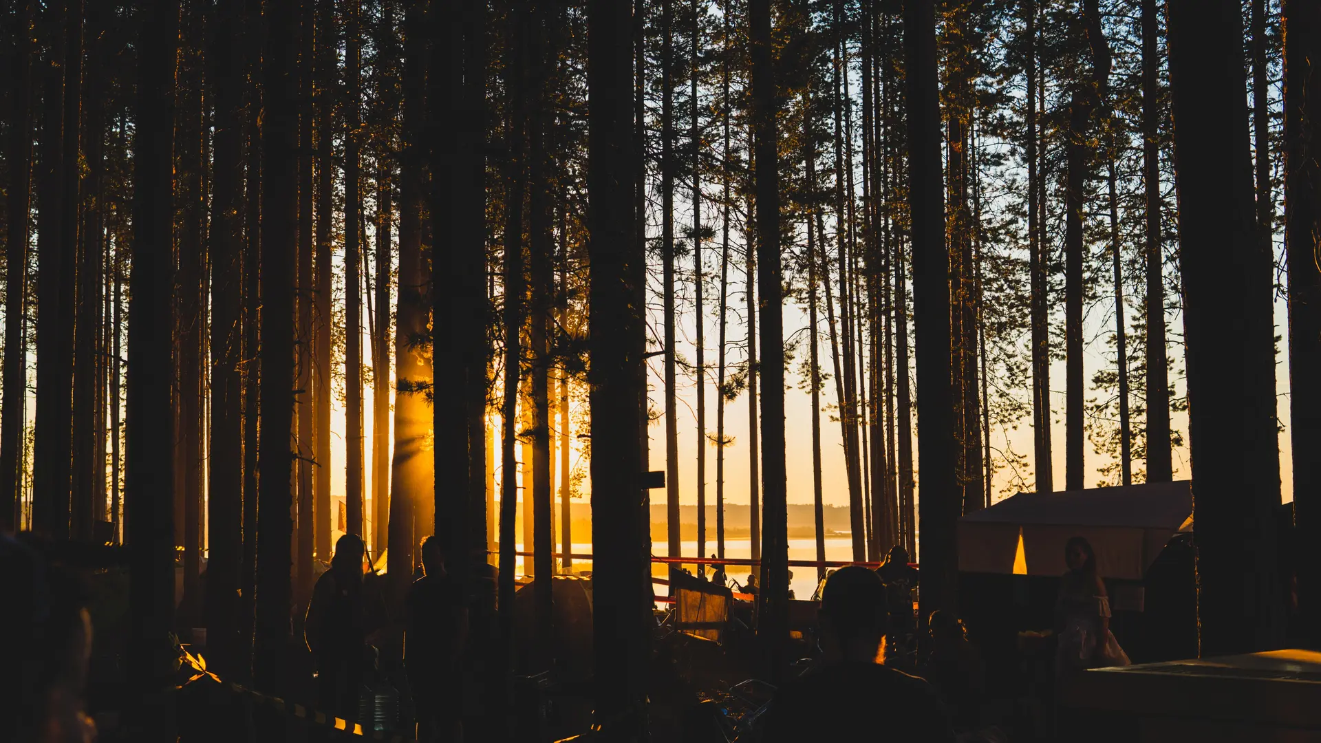 Nuits des forêts
