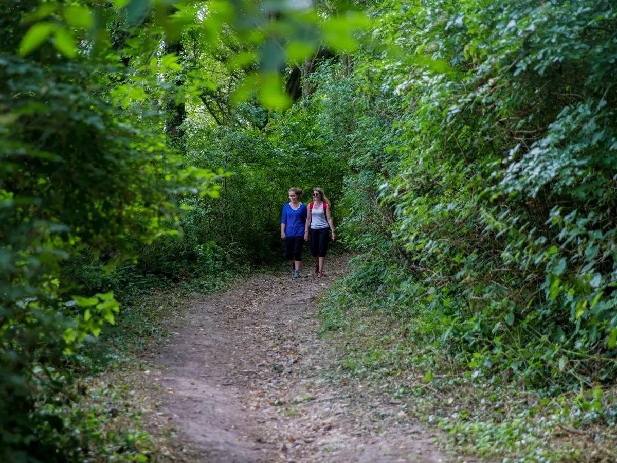 Randonnée en forêt