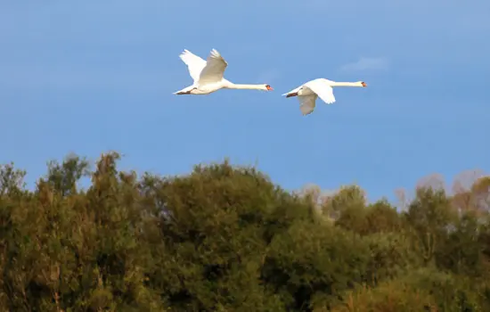Oiseau migrateur