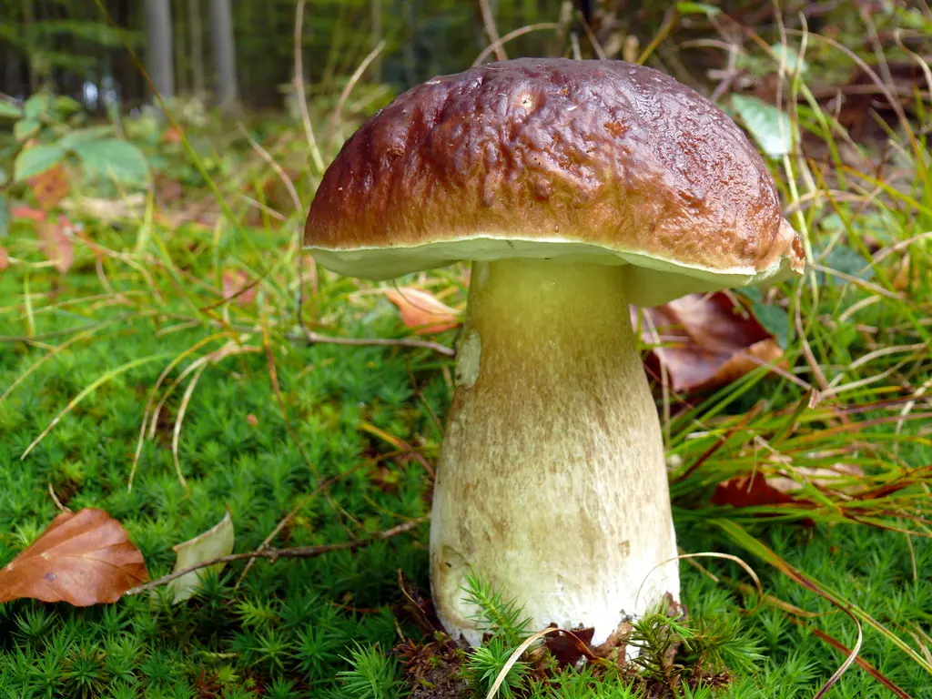Champignons