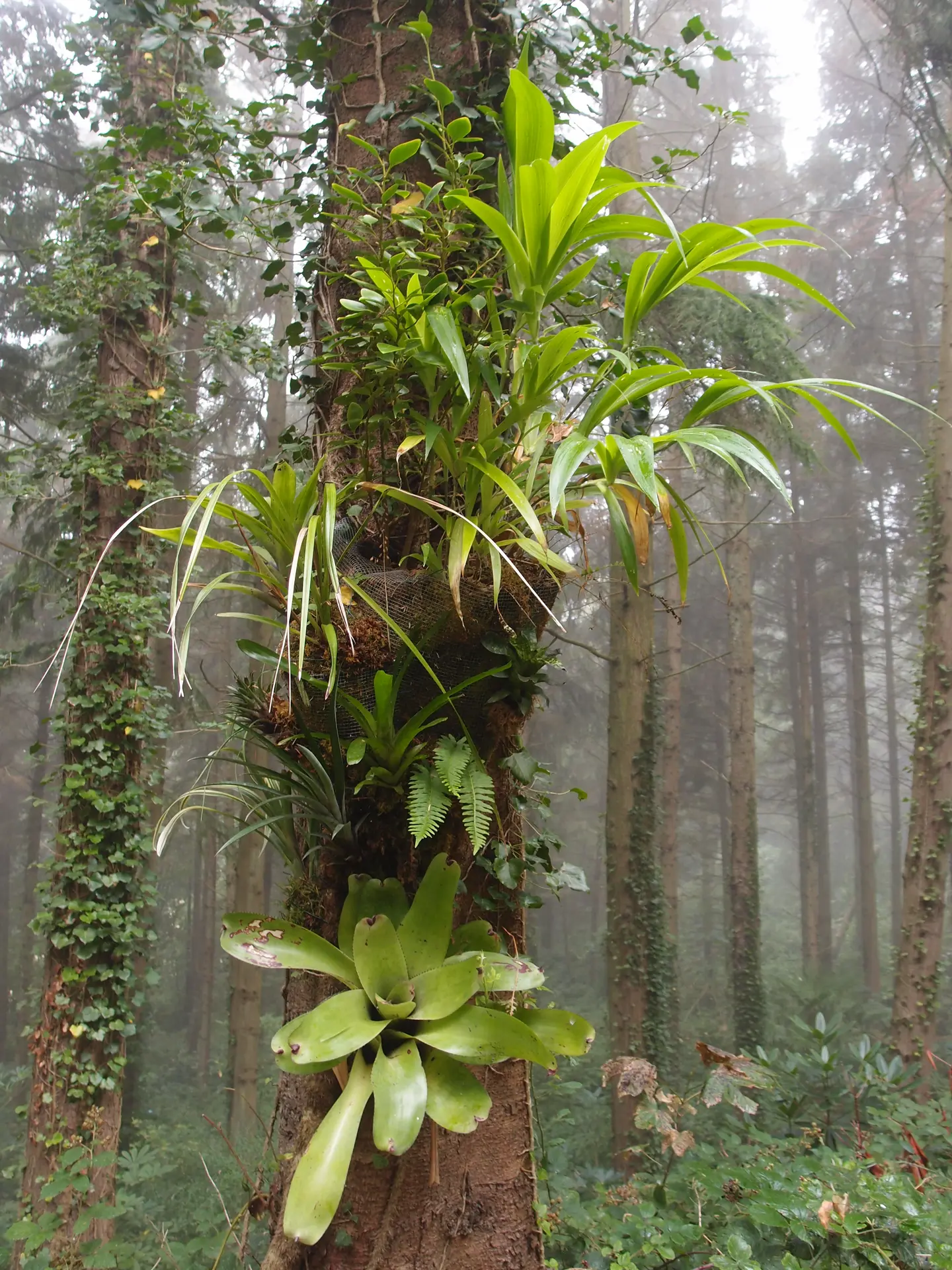 Jardin Jungle Karlostachys