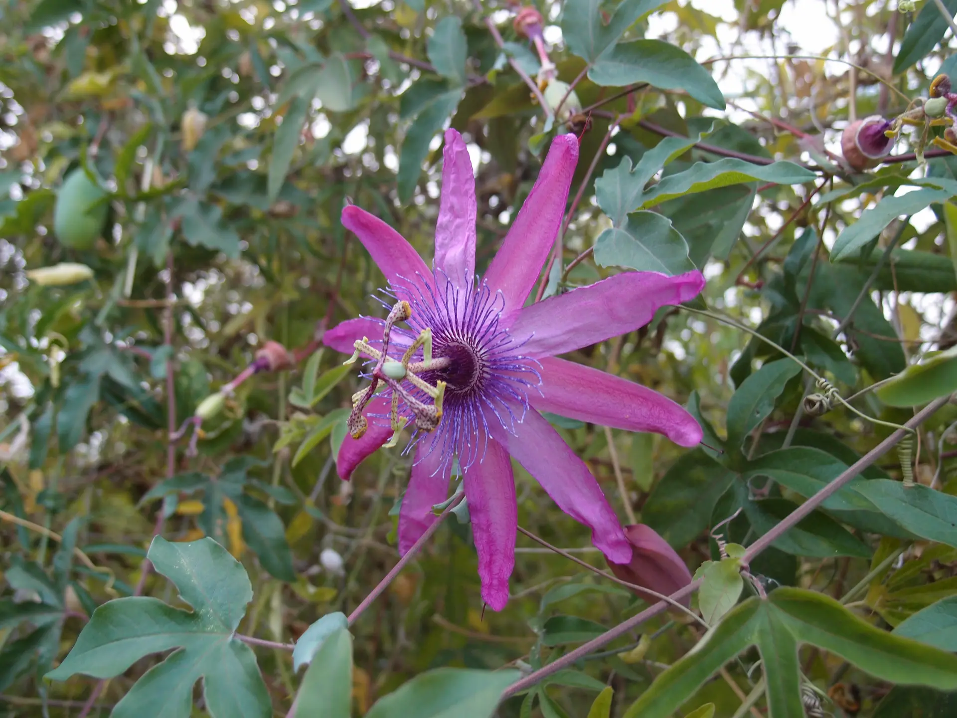 Jardin Jungle Karlostachys